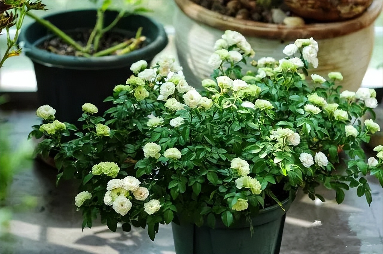 最好看的浓香的绿月季花,绿冰阳台月季