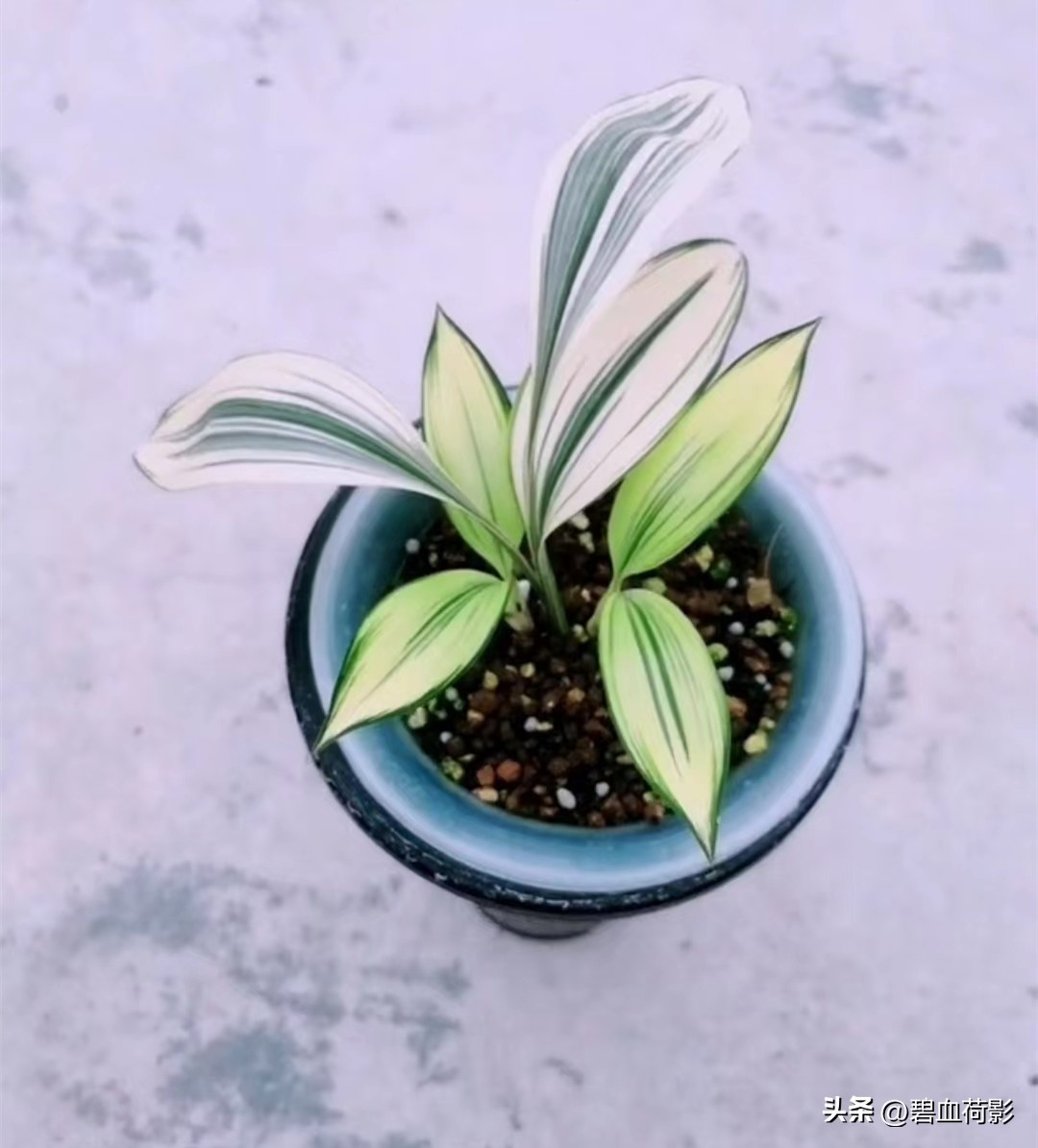 98年，男子88元购入一棵兰花，2023年他靠此花暴富，兰友：有眼光