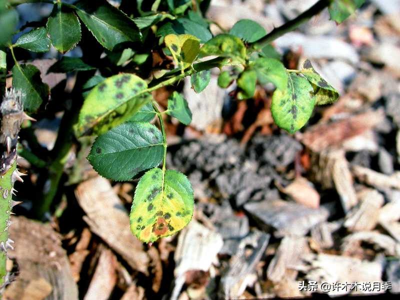 月季常见的毛病有哪些图片,月季黑心怎么回事