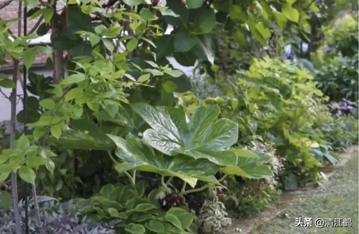 人称“江边一碗水”，荒野3月开紫花，细读栽培“5措施”秒懂种植