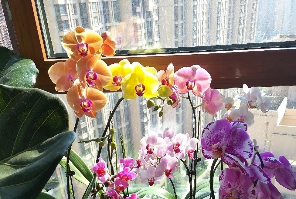 新手养蝴蝶兰技巧,新手养蝴蝶兰怎么养