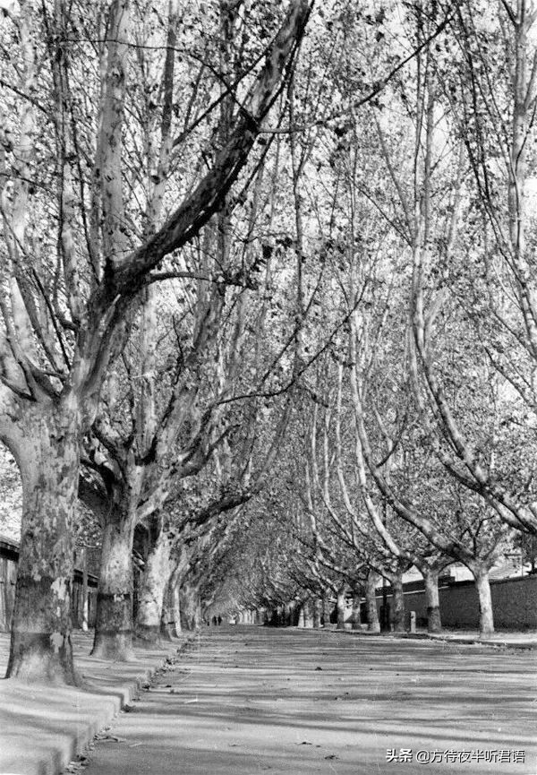 1980年代郑州老照片,八十年代郑州老视频