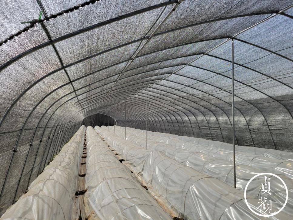 羊肚菌赚钱的多吗,陕西羊肚菌种植一亩成本和利润