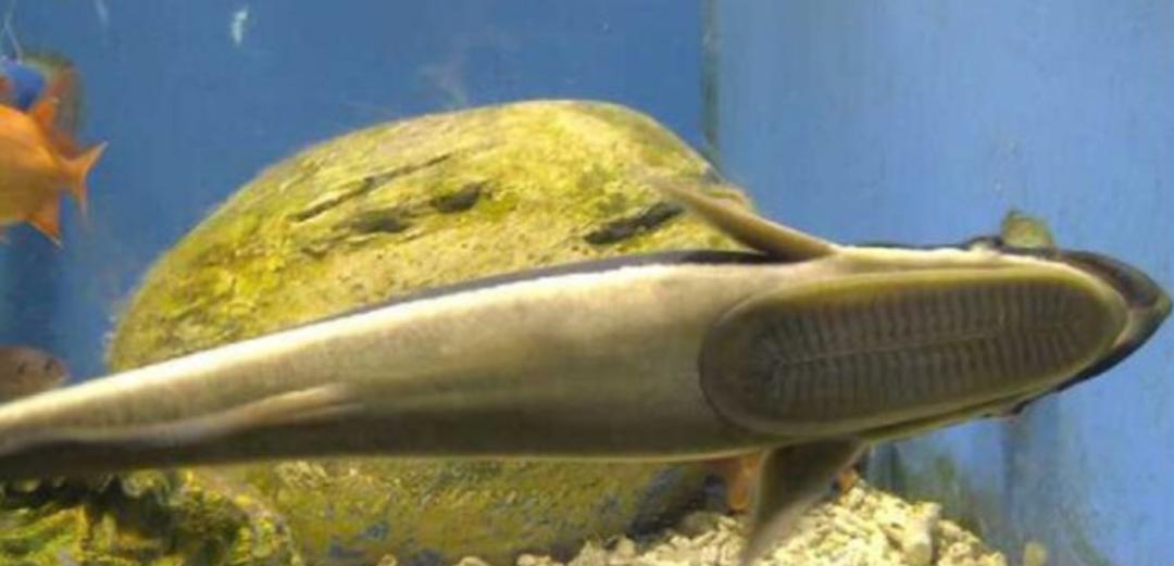 野外清道夫怎么才能消灭,清道夫泛滥成灾怎么处理