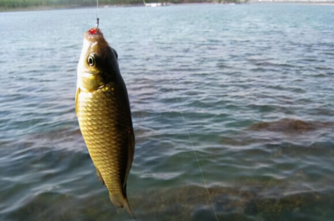 鱼上浮怎么办,上鱼时正确的收竿方法