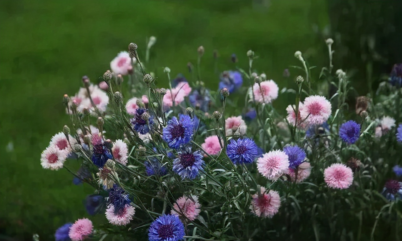 花卉种子的播种方法和注意事项,盆栽花卉种子种植技巧都有哪些