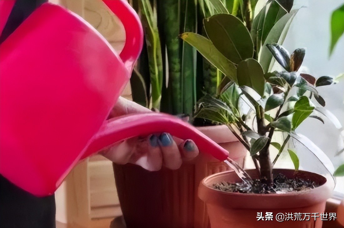 花有小黑虫怎么消灭最彻底,花上的小白虫怎么治小妙招