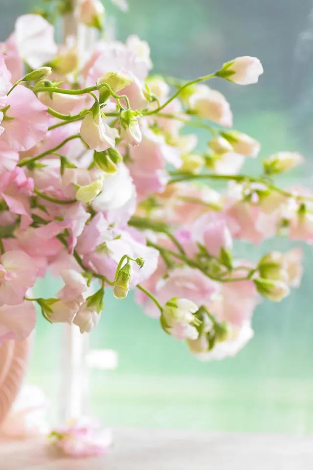 唯美手机壁纸高级感,唯美手机壁纸高清全面屏