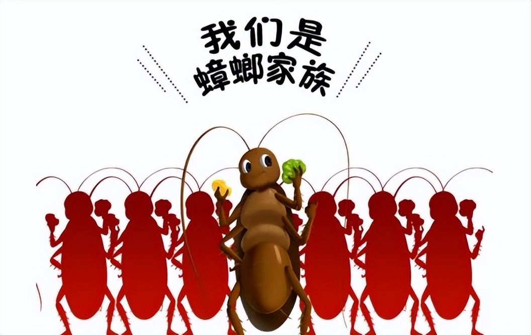 家里很多蟑螂用什么方法最好,家里出现蟑螂千万不要怕