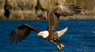 面包夹知识,面包夹心冷知识