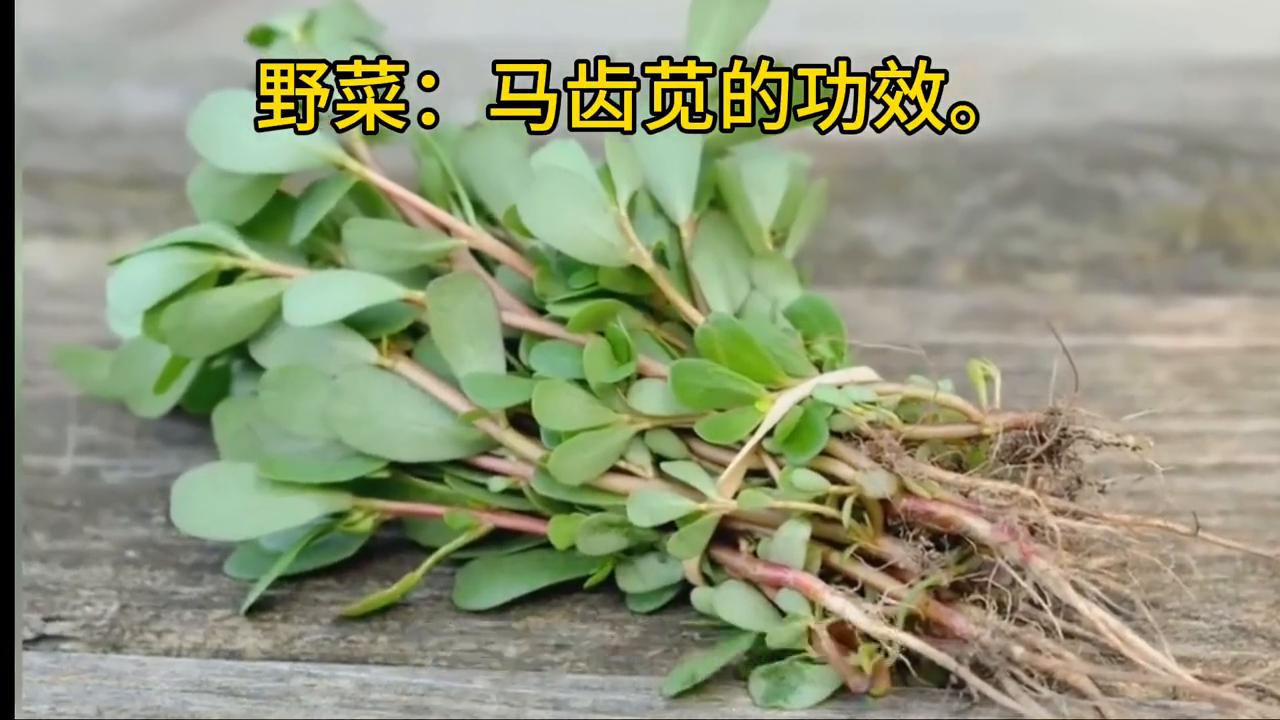 马齿苋泡澡的功效,野菜马齿苋的功效
