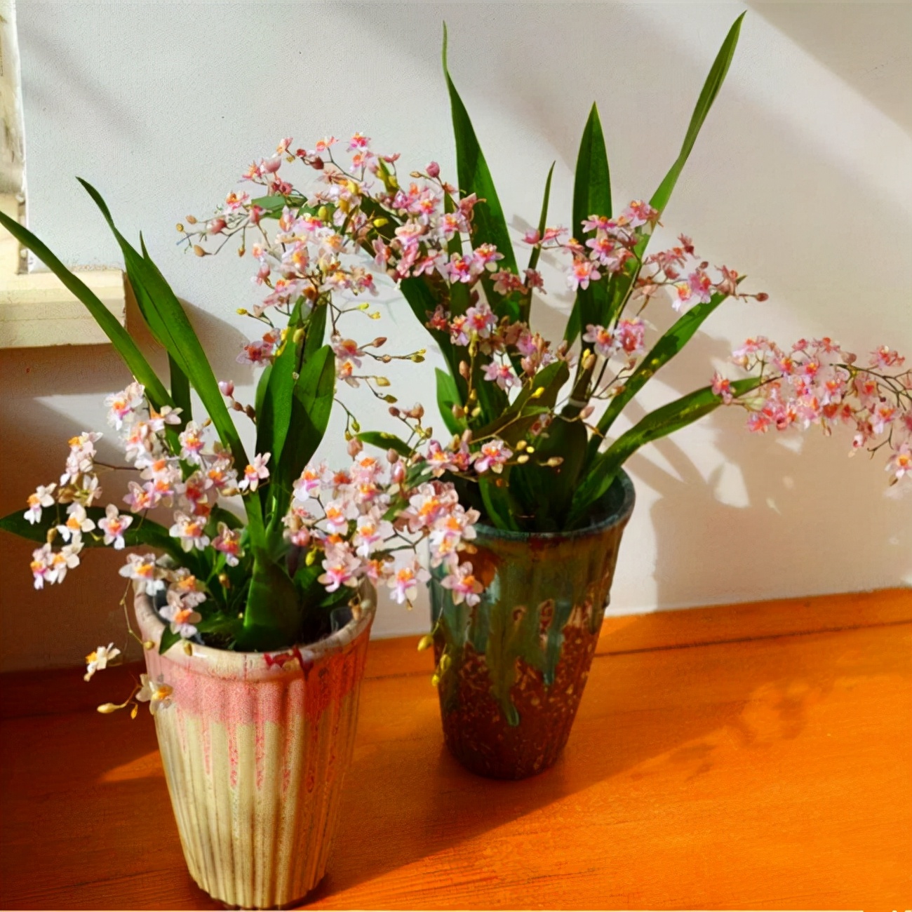 6种年宵花现在买最省钱,年宵花怎么养才旺财