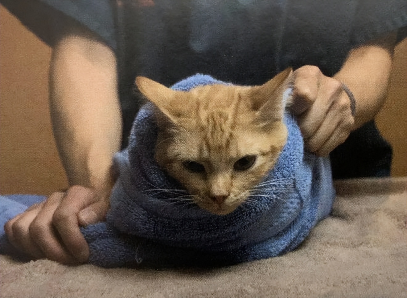 保定养猫的正确方法,猫咪是如何抓痒的