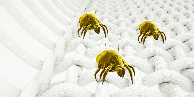 床上“螨虫成堆”？教你个土法子，家中放些它，螨虫“都跑光了”