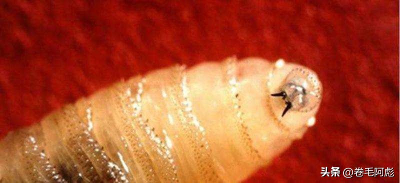 美国女子吃蜱虫被咬死,美国女子被虫子咬