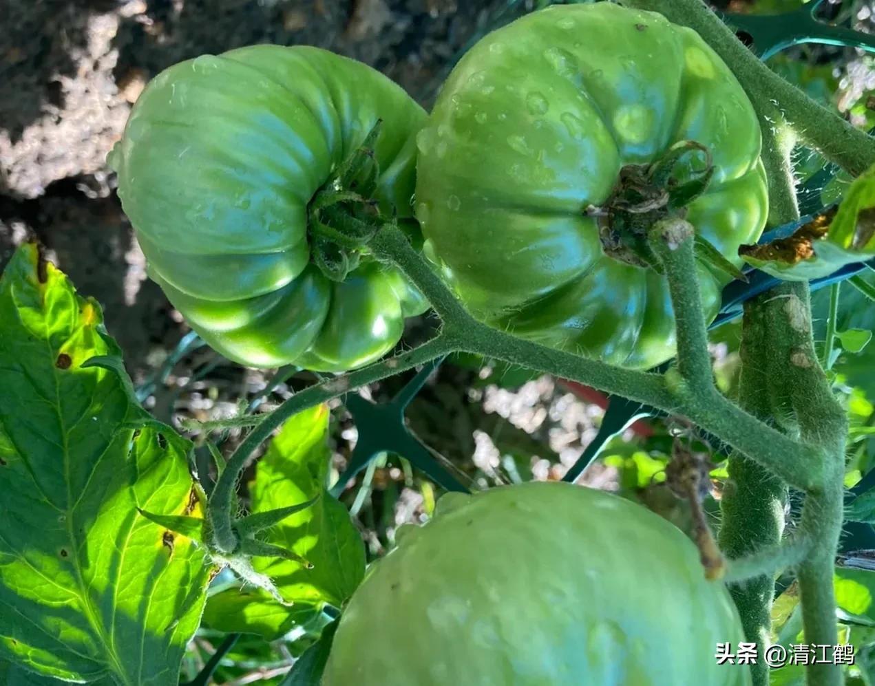 番茄转色不良用什么肥,番茄转色的六种表现