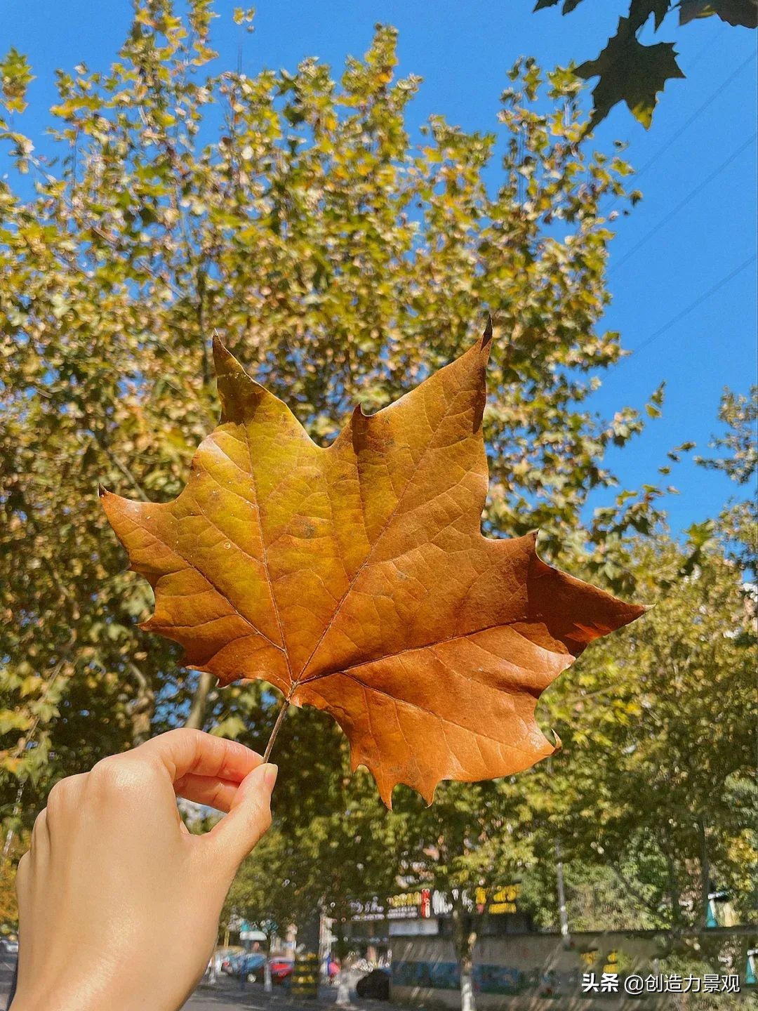 一花一草一世界原创花草,一花一草一世界花草之美