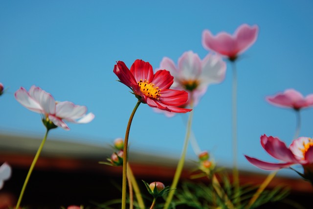 人生一条路,回首山无数。层林尽染山河故,残阳依旧西山入。