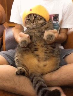 比较便宜好养的猫种,公认最好养的这几种猫值得入手