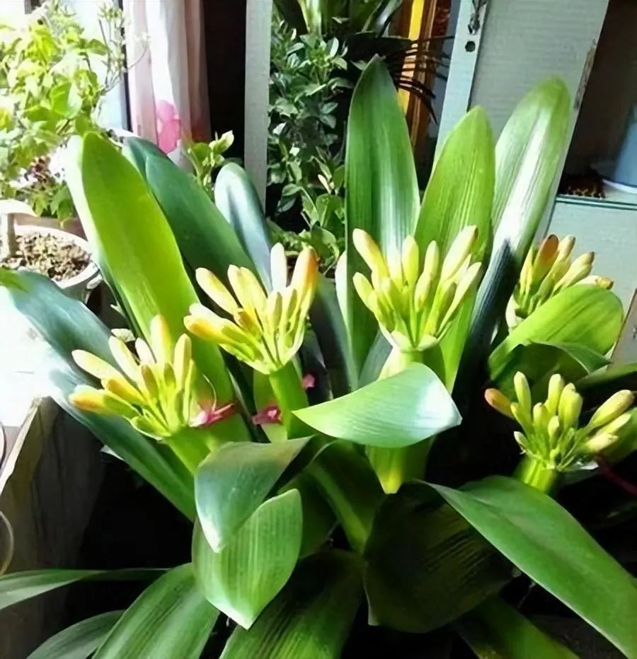 花卉市场如何挑选君子兰才能开花,目前花市卖的君子兰是什么品种