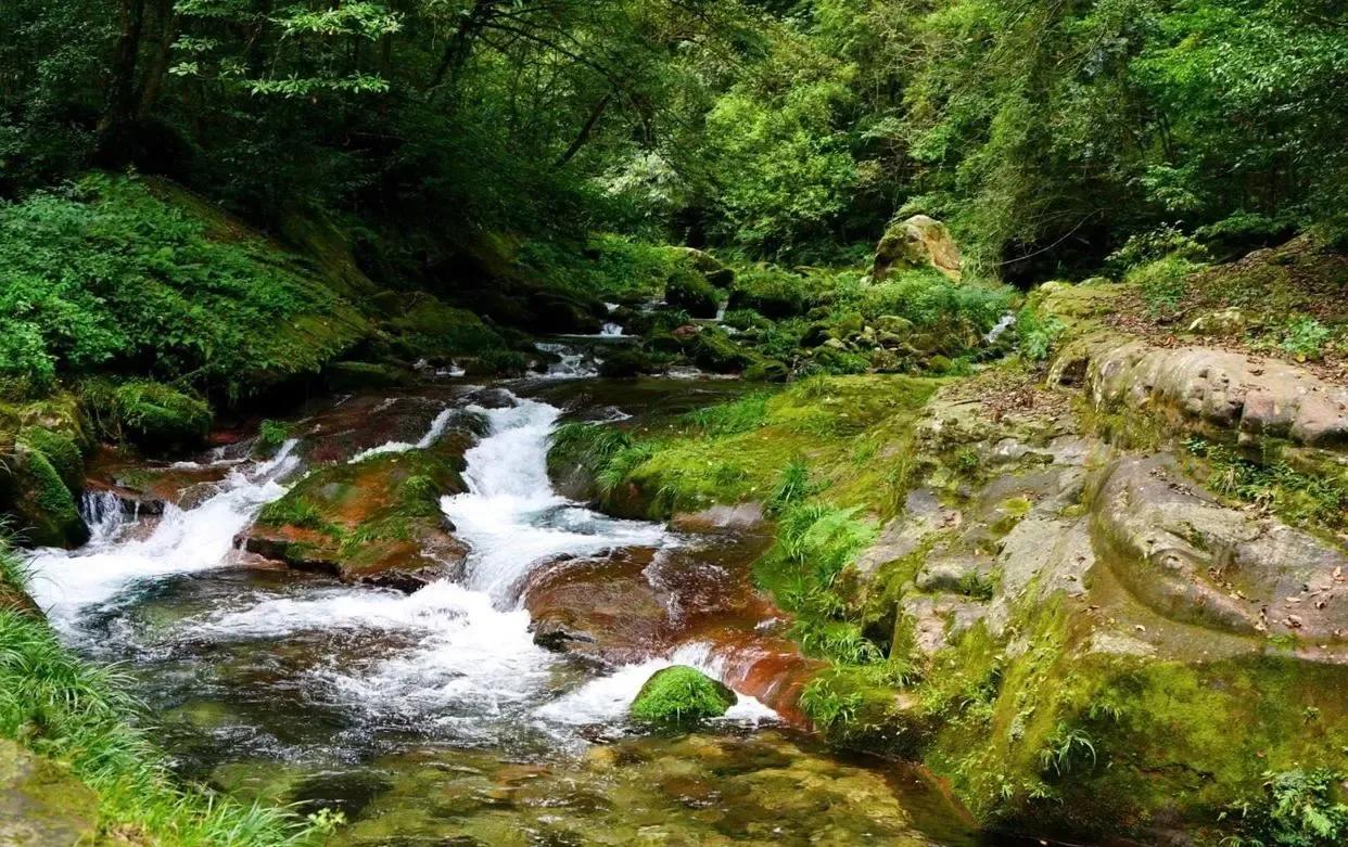 仙境张家界惊艳全世界,张家界的峰林峡谷仙境