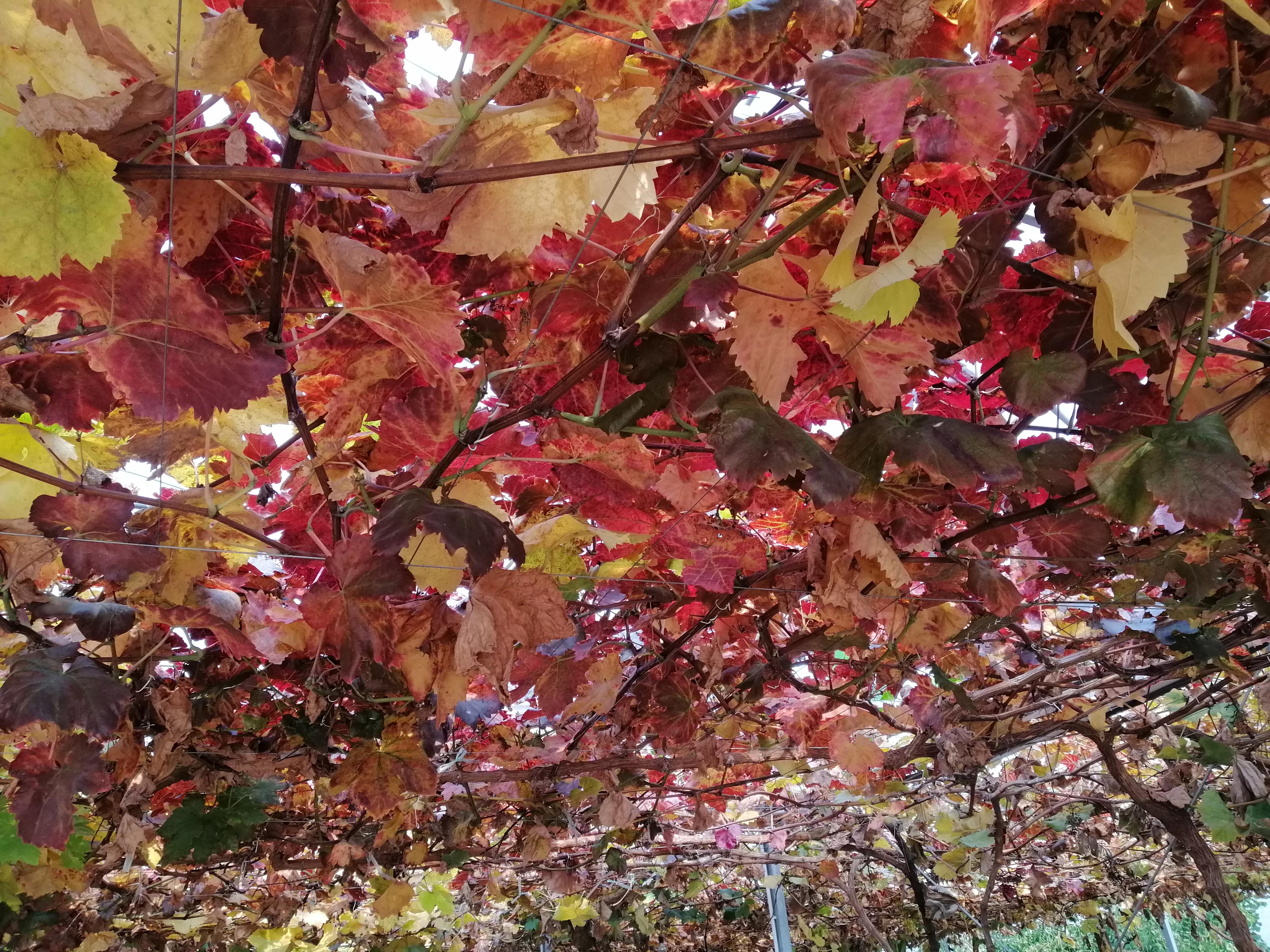 北湖共享农庄,澄湖农庄农家乐