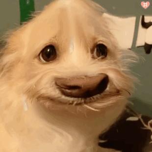 100个好听到爆的狗狗名字两个字,最近流行的狗名字