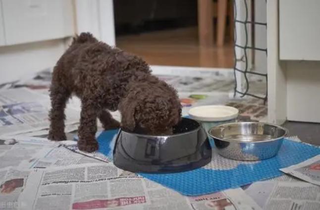 贵宾犬有泪痕吃什么狗粮好,贵宾犬有皮屑怎么治疗