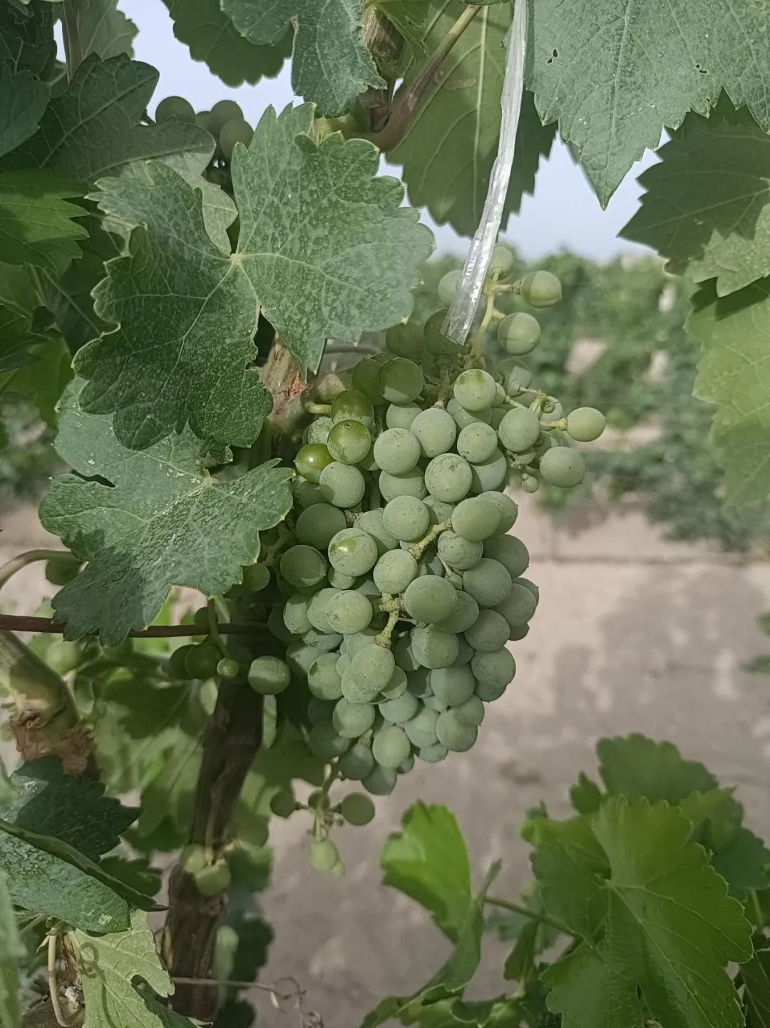 中菲葡萄酒怎么样 (中菲葡萄酒多少钱一瓶)