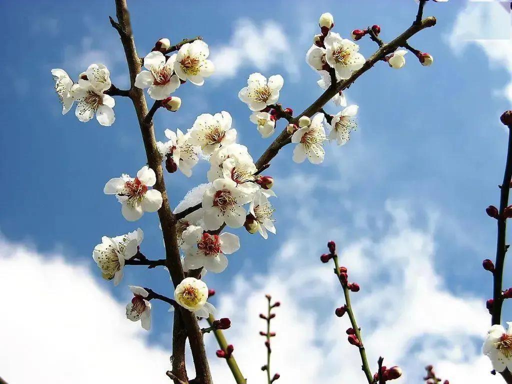 各国国花和各国国花区别,中国的国花各国的国花是什么