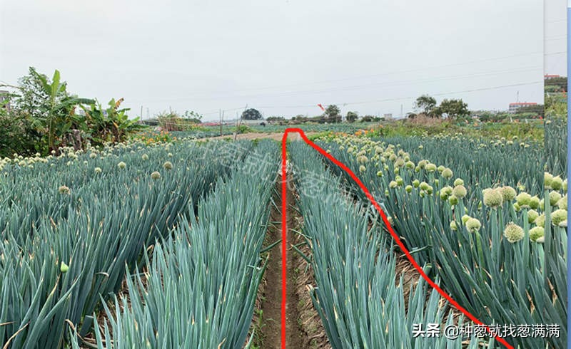 大葱种子最好的品种,大葱什么品种最适合北方种