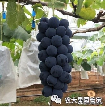 优质果树苗木品种介绍,最好的新品种苹果苗木