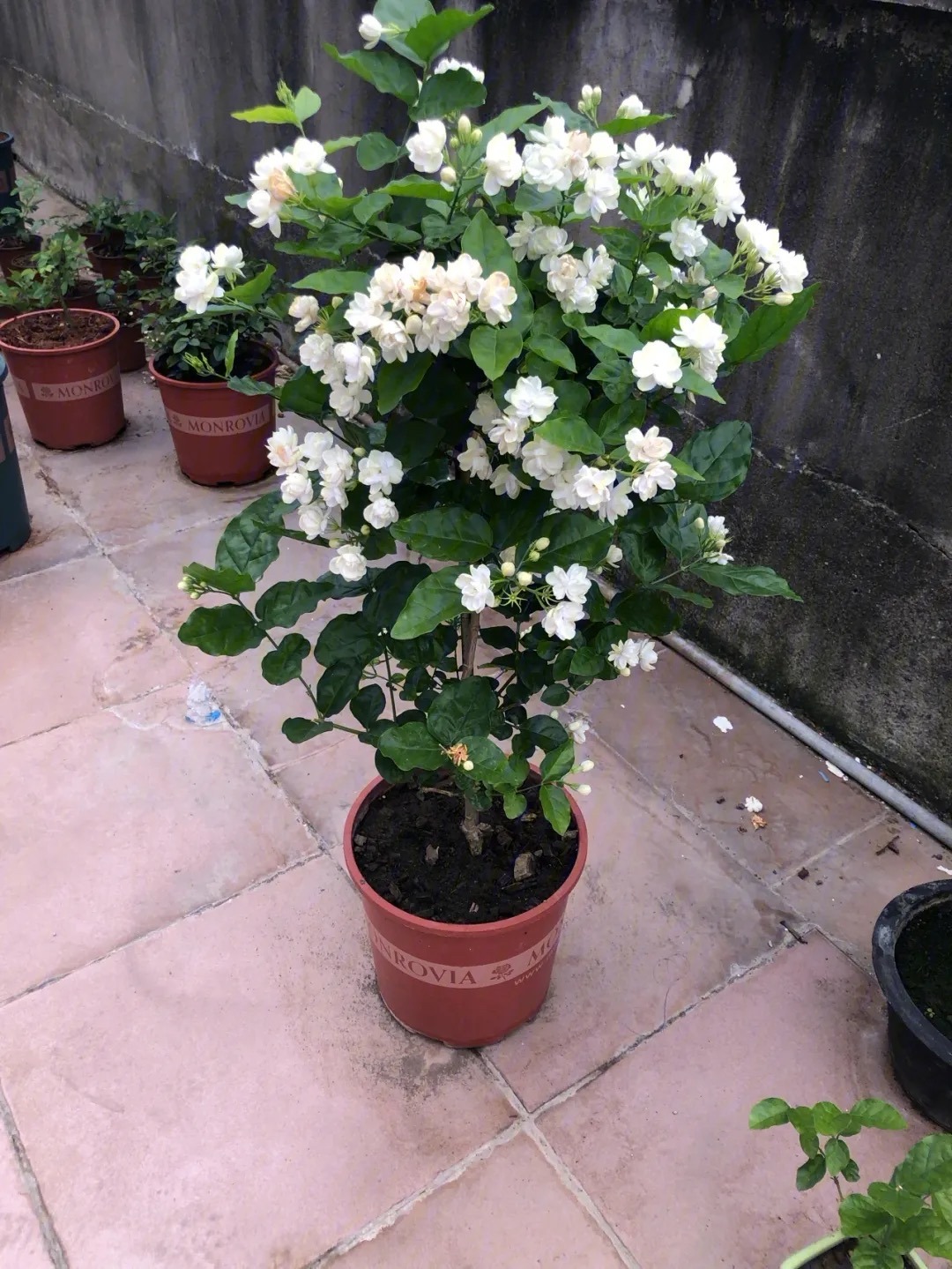 怎么养茉莉花开花多,茉莉花如何养开花不断