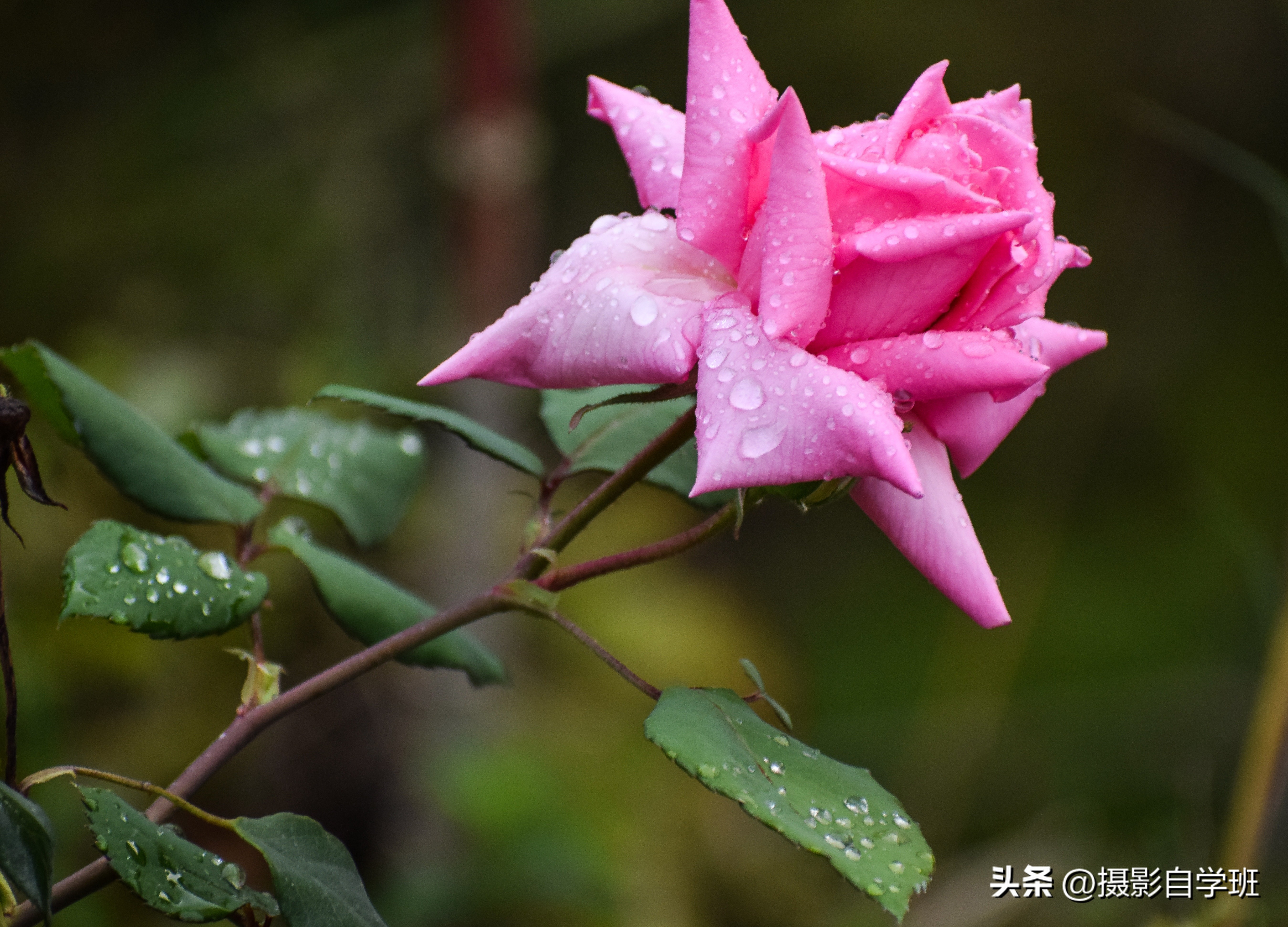 6月份月季什么情况打花苞,6月份的月季花