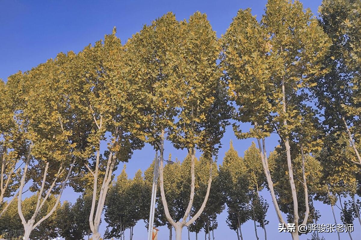 河南公办大学前十名,2019年商丘学院排名