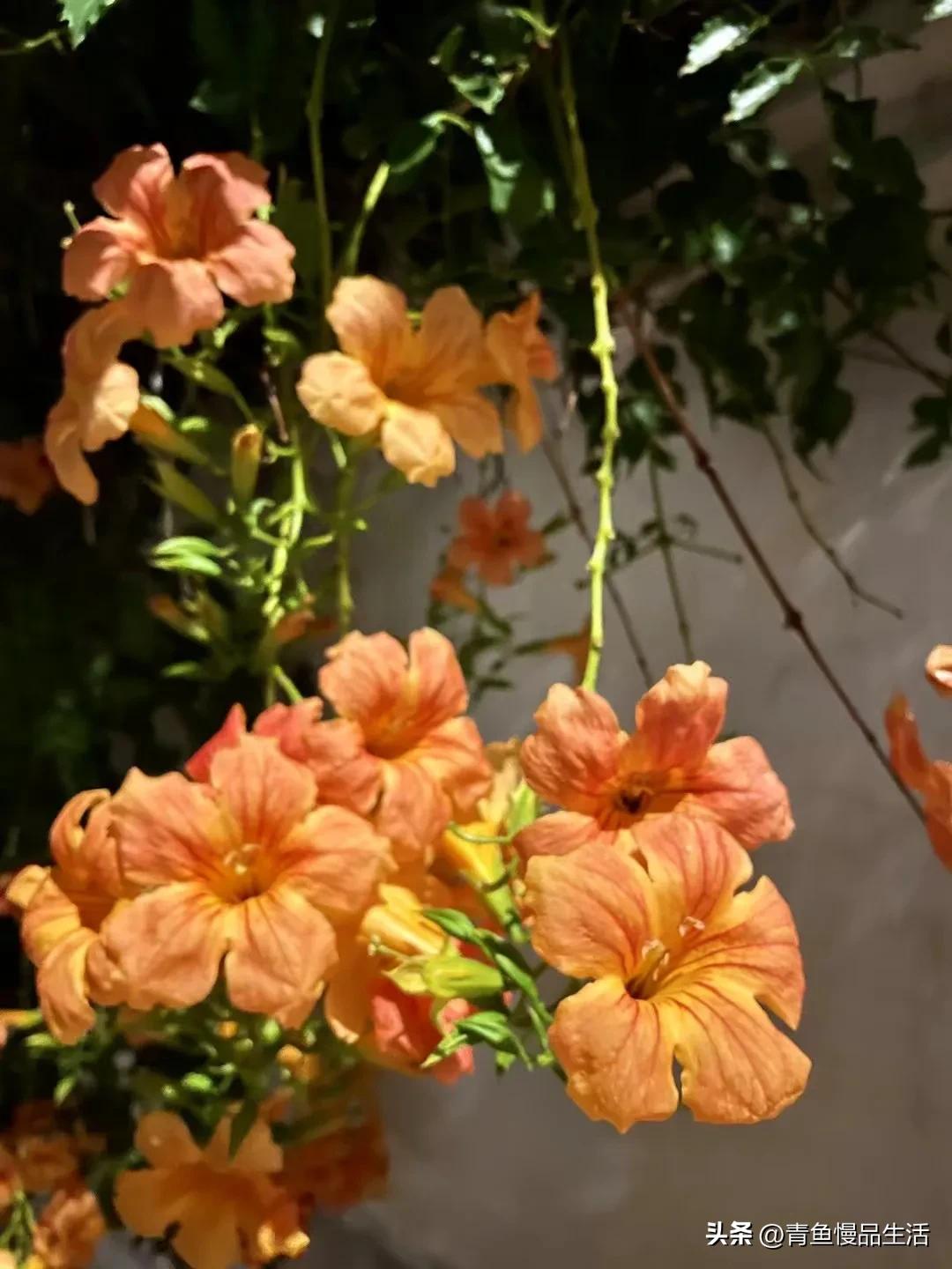 稻盛和夫给年轻人的忠告关于吃苦,见工作就干见饭就吃啥意思