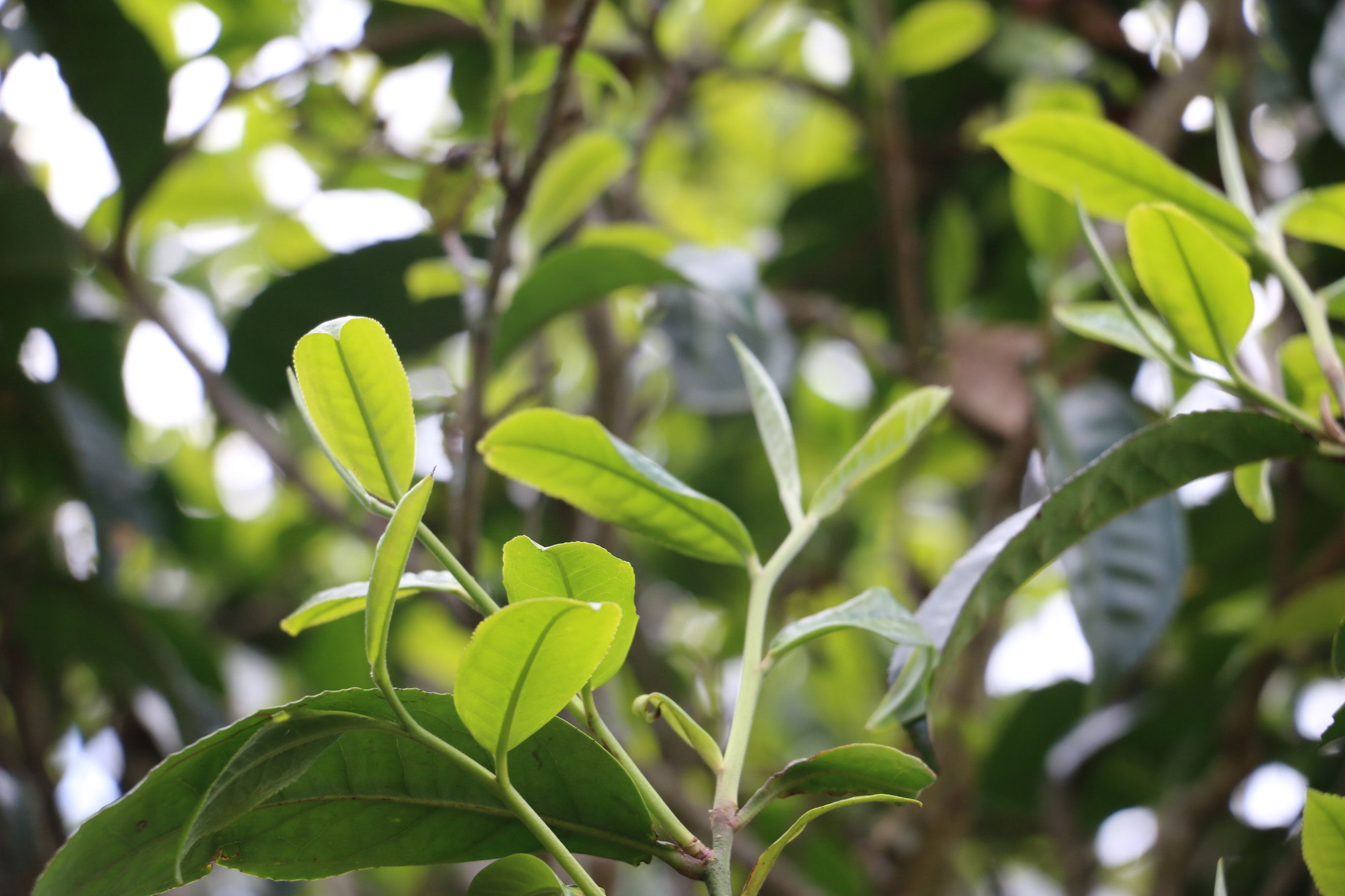 茶是用来喝的不是用来说的,茶是买来喝的不是欣赏的