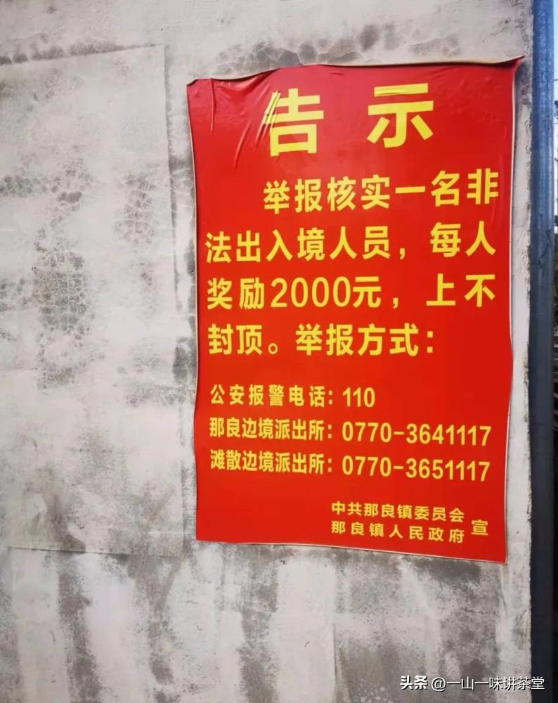 新会陈皮的产地有何特点,新会陈皮产区实地视频