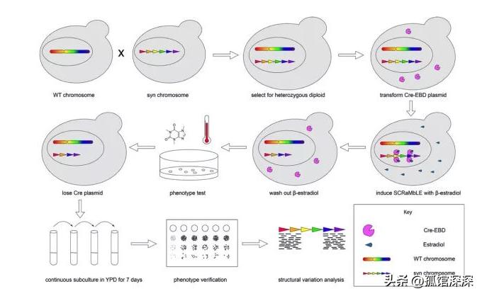 奇异性变形杆菌,奇异变形杆菌内源性感染