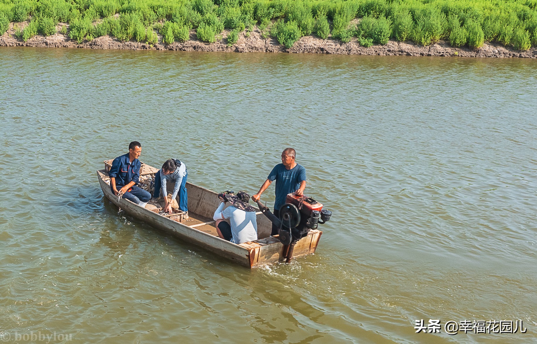 美味河豚有多金贵？养殖就有多娇贵！十里海河豚小镇探秘美食之源