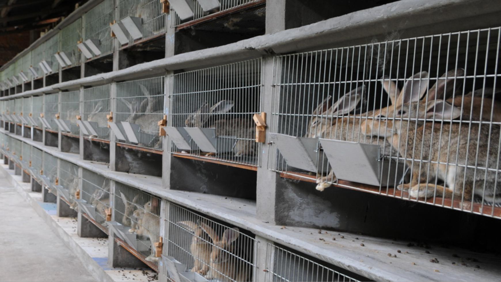 养殖场疾病,养殖兔子生病的状态和解决办法