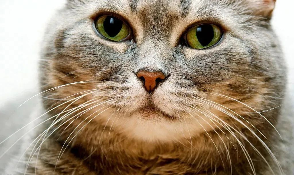 我家猫咪得了猫癣,猫咪胡子用手一拽掉了没事吧