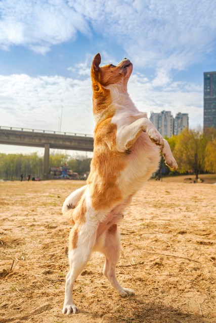 收购土狗十几年有什么用,大量收购20斤以上土狗