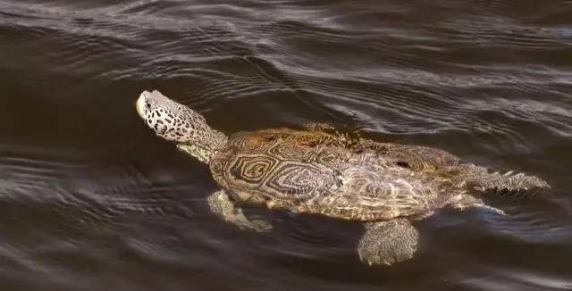 宠物水龟有哪些,宠物水龟冬眠处理方法