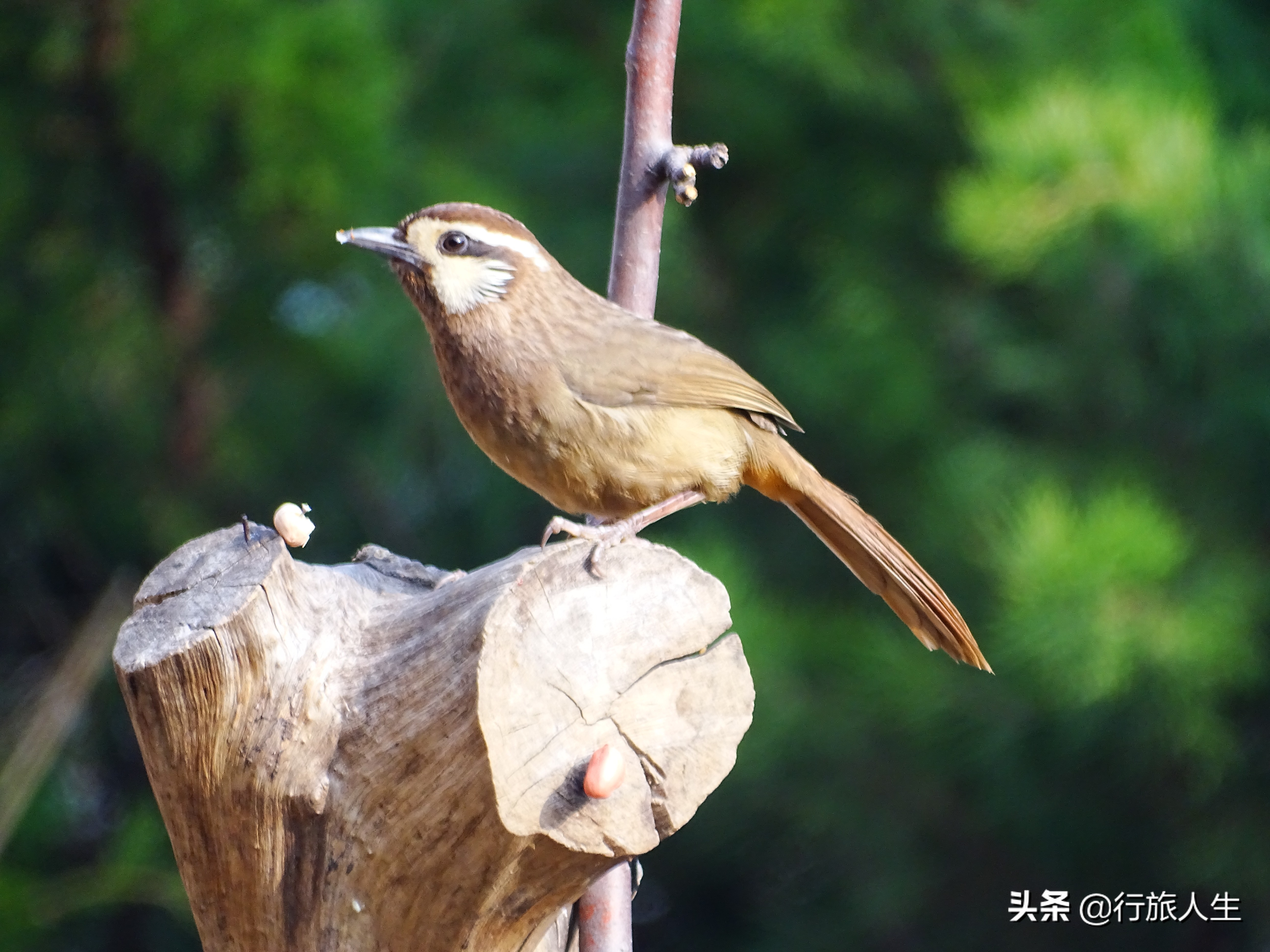 冬日的鸟儿文案,冬日鸟儿在树上图片