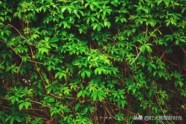 夏日掠影,雨天花开,人见人爱