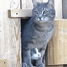 猫咪怎么看是女猫还是男猫,猫咪性别辨认