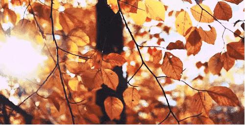 描写秋天的好词好句好段全部,描写秋天的好词好句大全摘抄