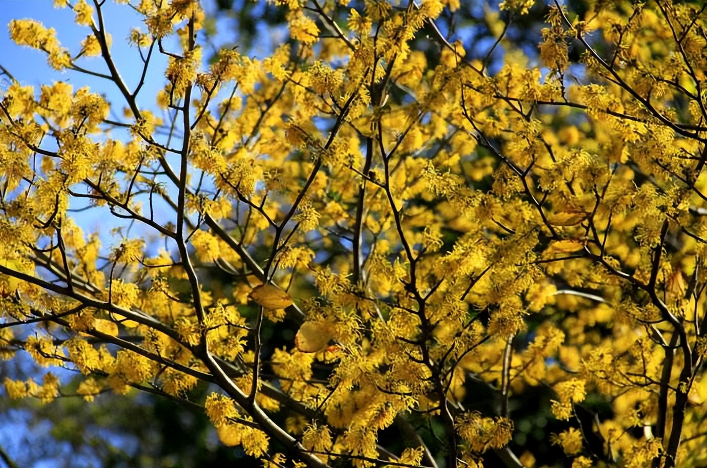 金缕梅属于名贵花卉吗,金缕梅与北美金缕梅区别
