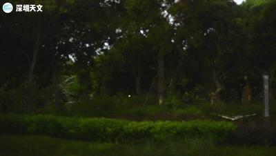 深圳西涌迎萤火虫观赏季,西涌萤火虫在哪个地方